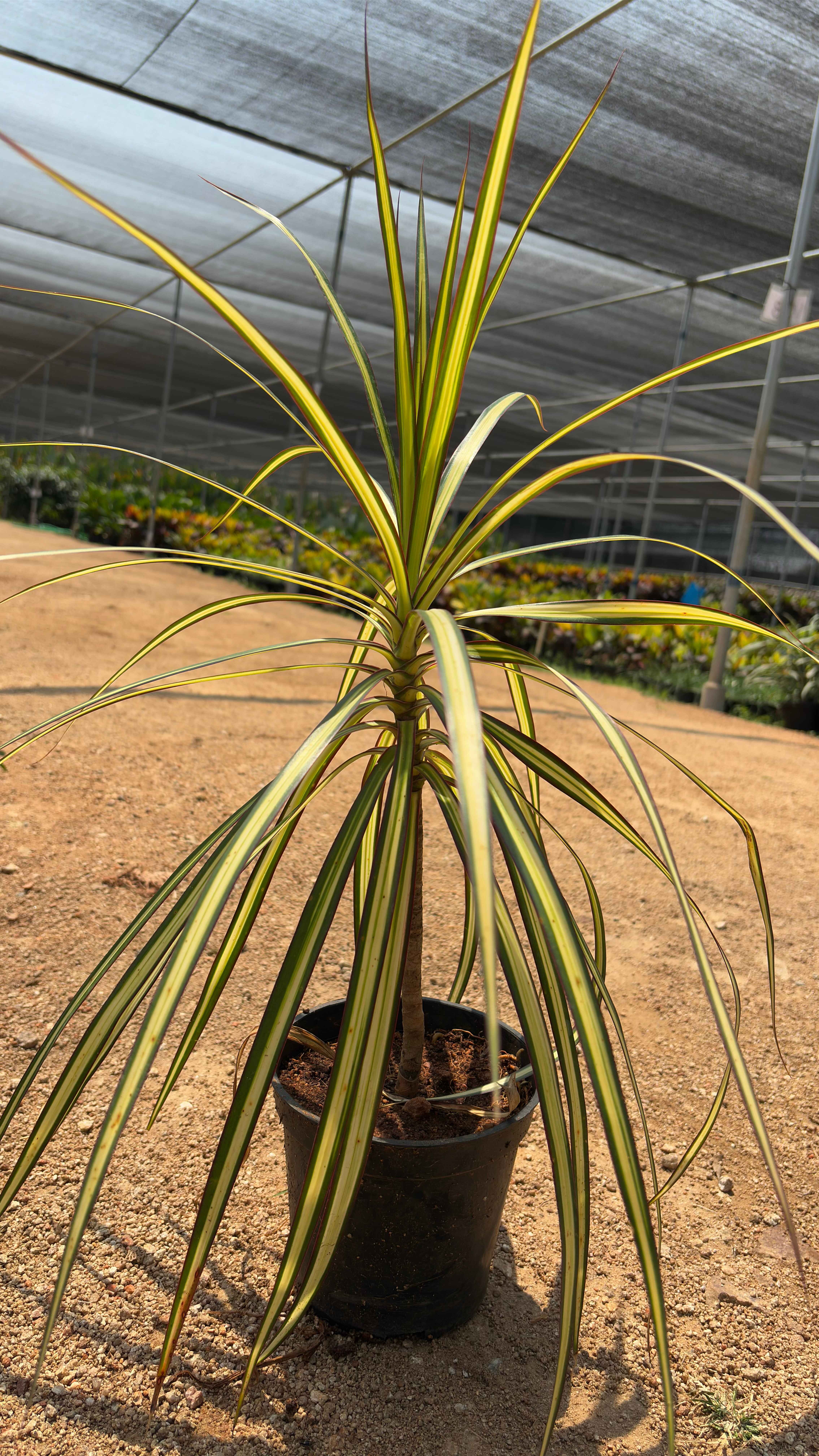 Dracaena angolensis